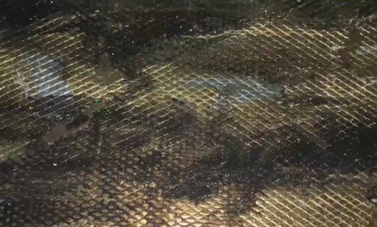Queen Snake